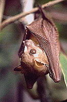 fruit bat hangs upside down from a branch