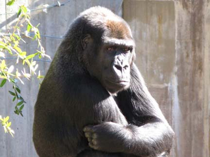 gorilla