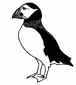 puffin