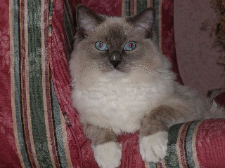 Sample image of a cat sitting on a chair.